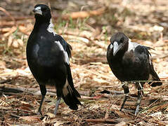 Australian Magpie