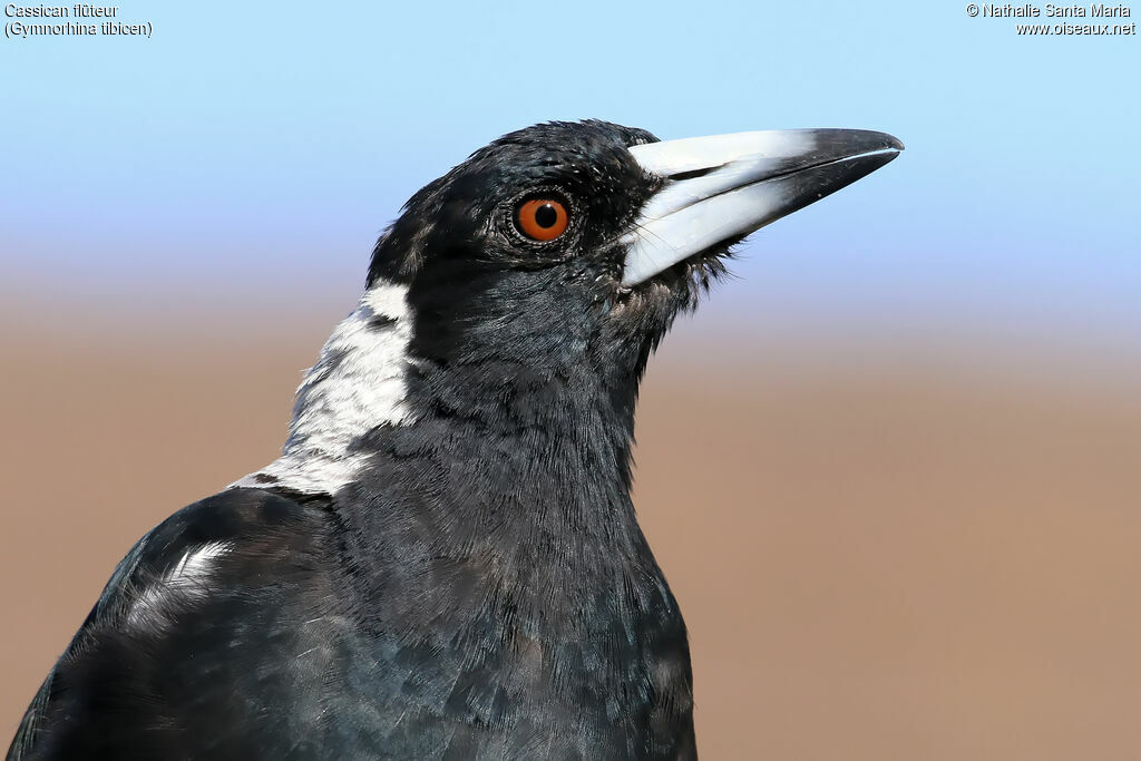 Australian Magpieadult, close-up portrait