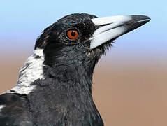 Australian Magpie