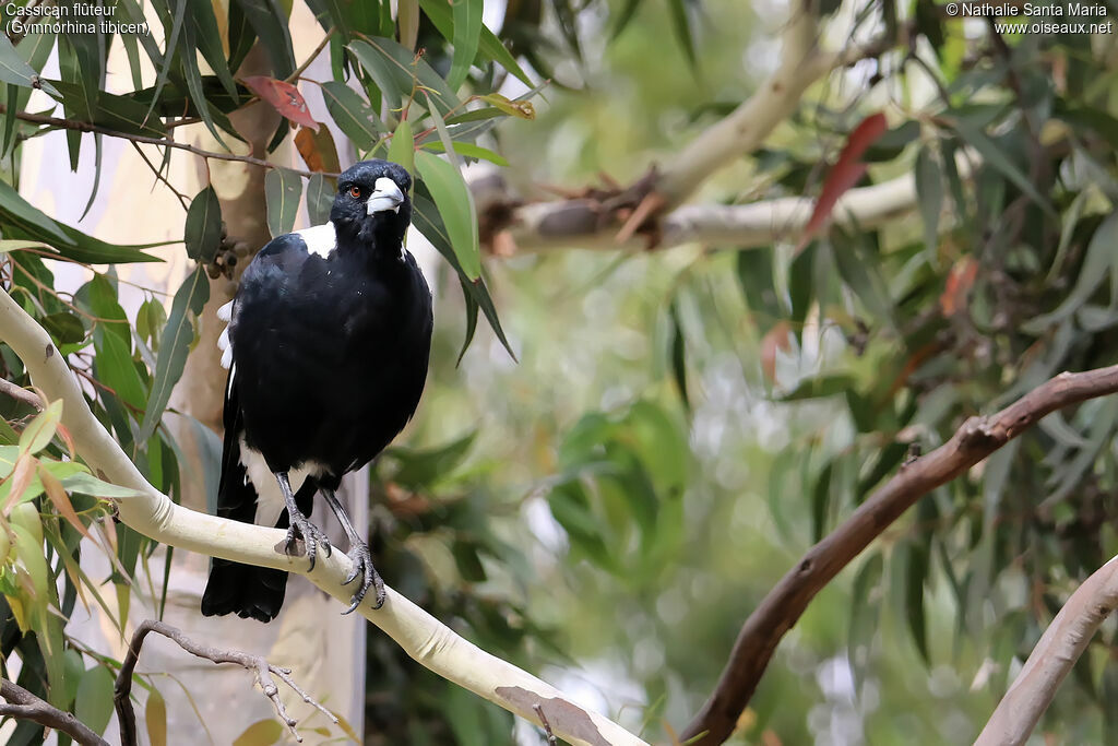 Australian Magpieadult, habitat