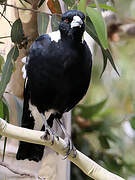 Australian Magpie