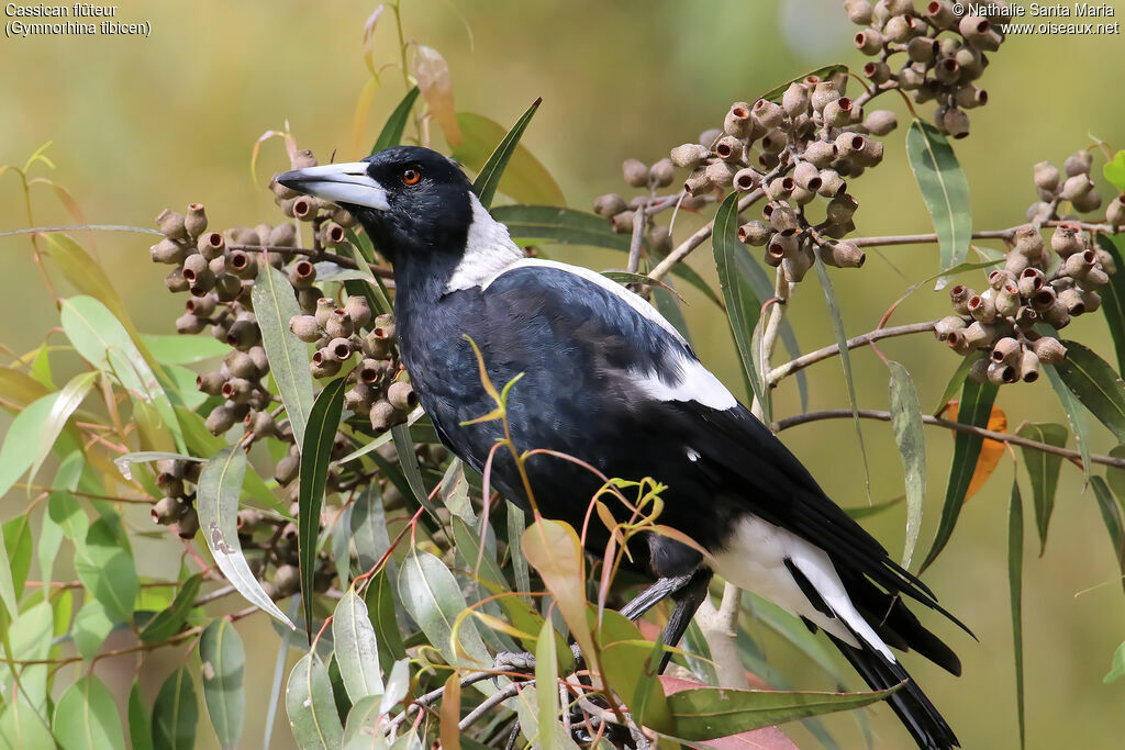 Australian Magpieadult, identification