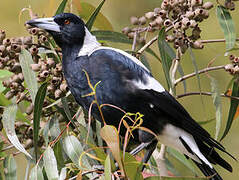 Australian Magpie