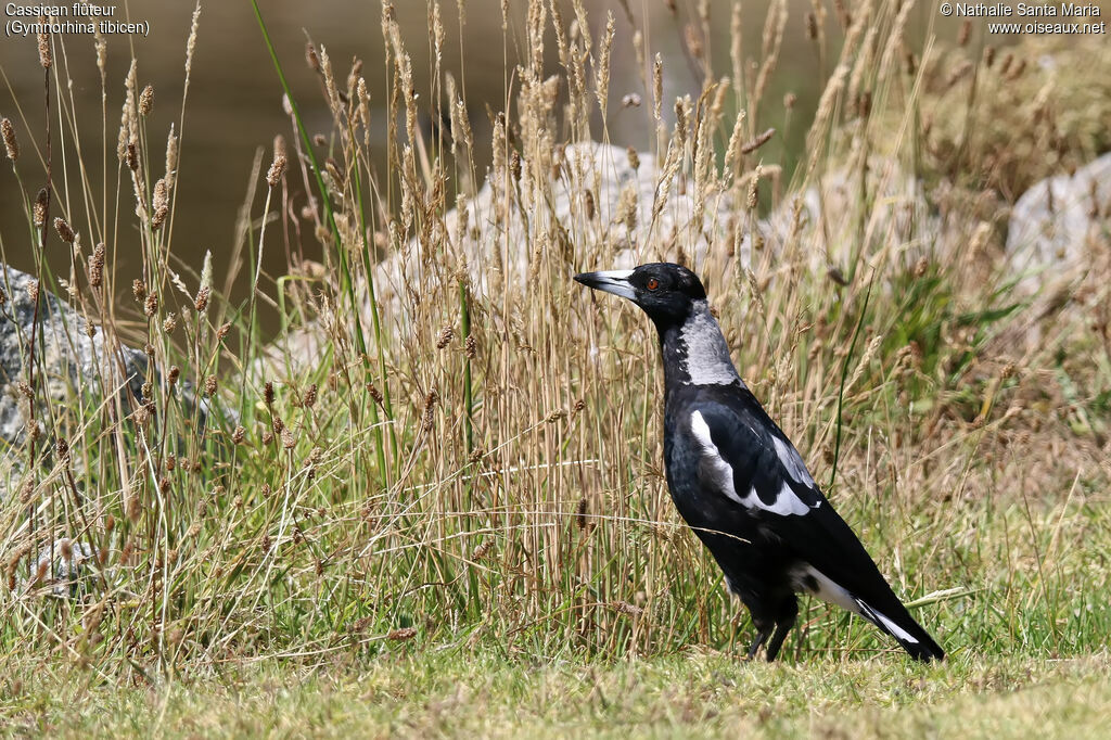 Australian Magpieadult, habitat