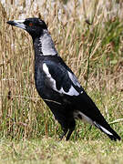 Australian Magpie