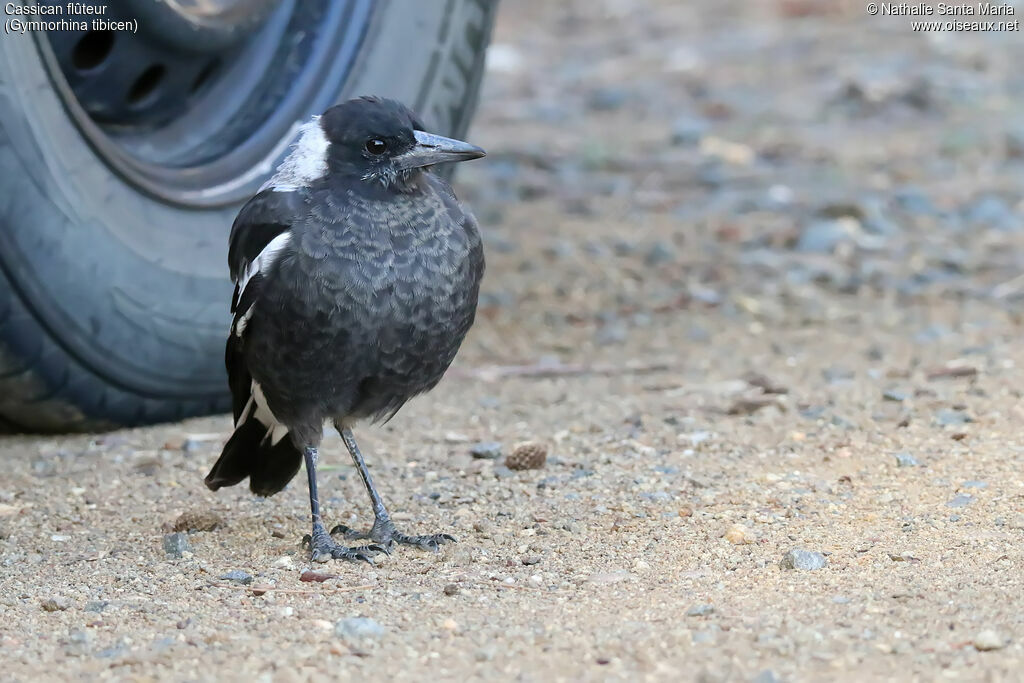 Australian Magpiejuvenile, identification