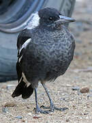 Australian Magpie