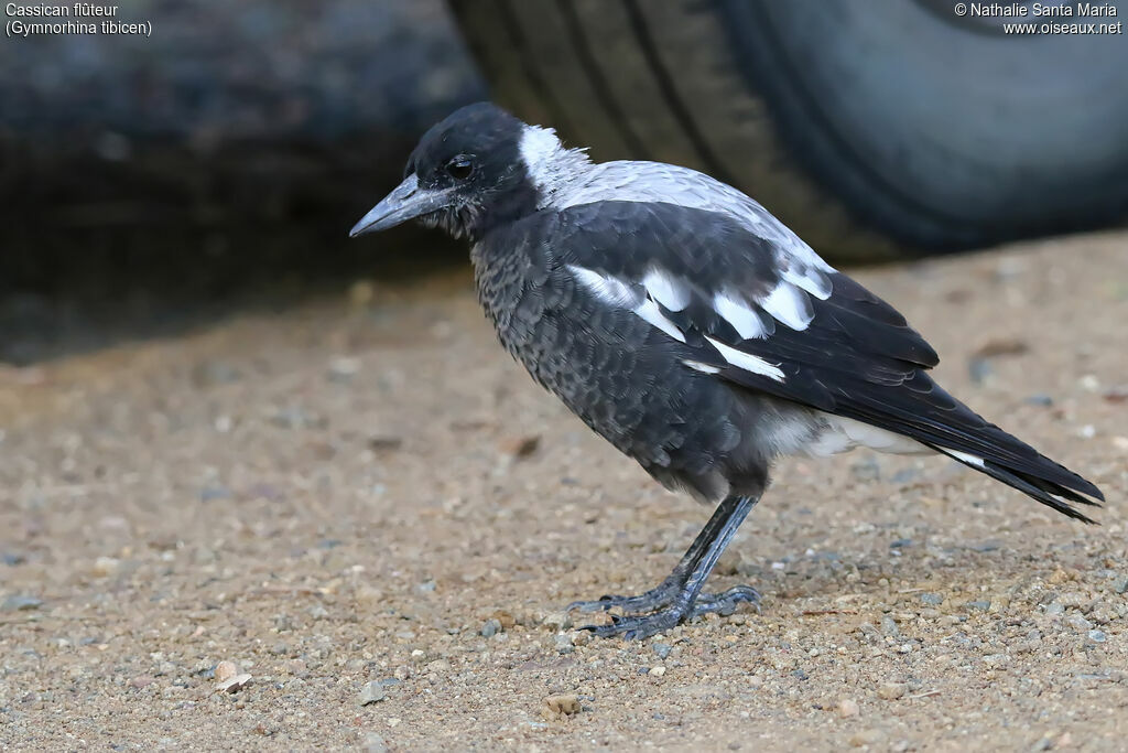 Australian Magpiejuvenile, identification