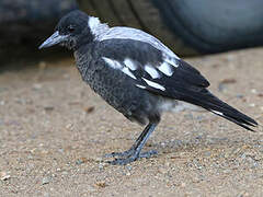 Australian Magpie