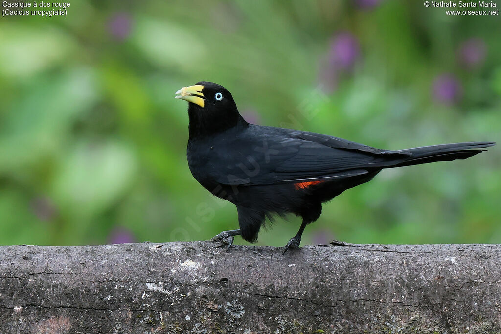 Cassique à dos rougeadulte, identification, régime, mange