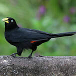 Cassique à dos rouge