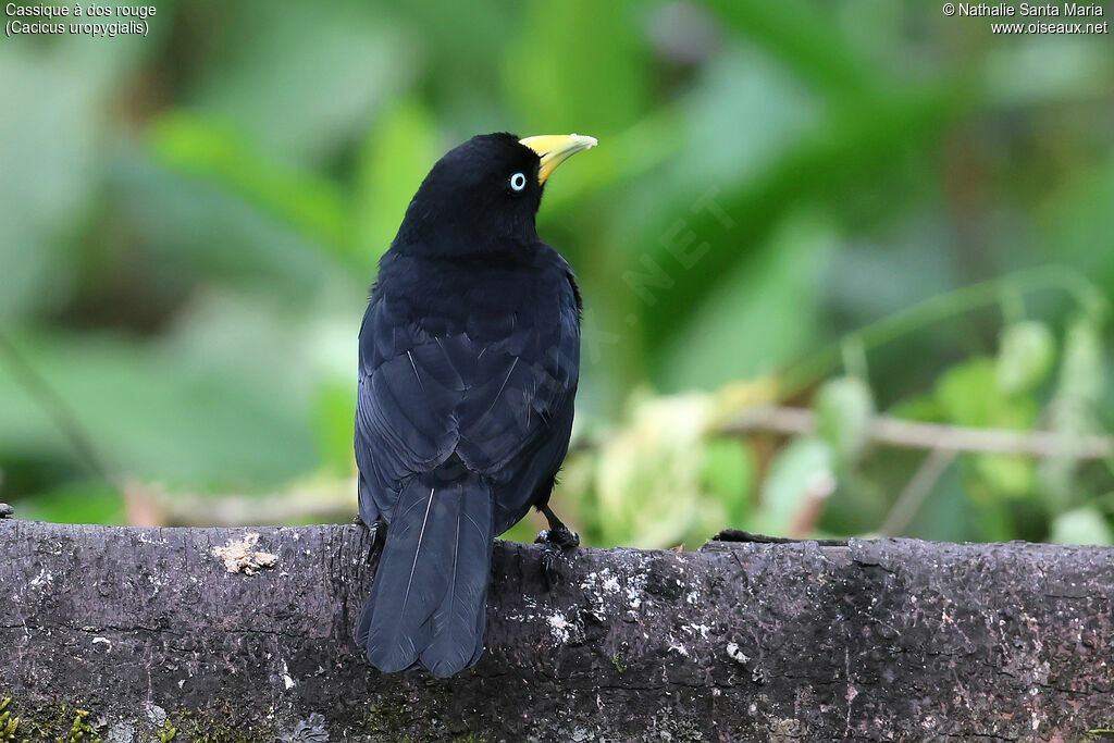 Cassique à dos rouge