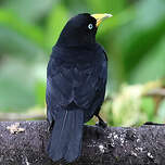 Cassique à dos rouge