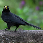 Cassique à dos rouge