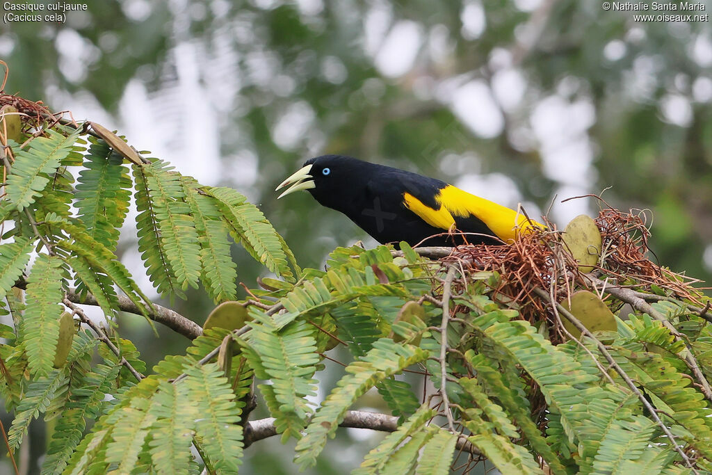 Cassique cul-jauneadulte, identification, parade, chant