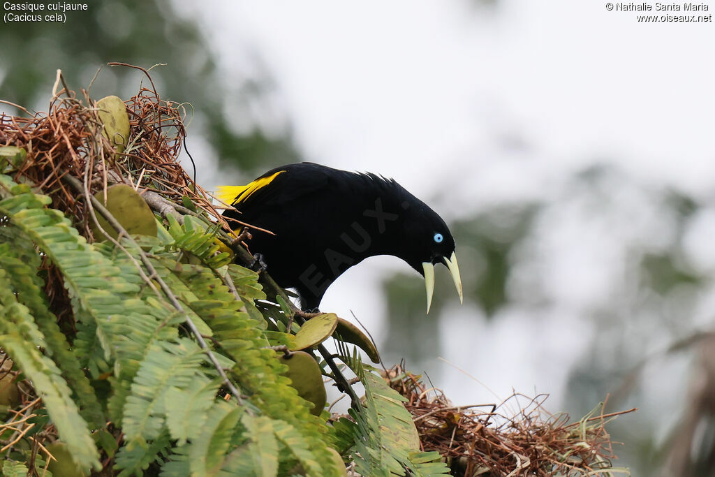 Cassique cul-jaune mâle adulte, identification, parade, chant