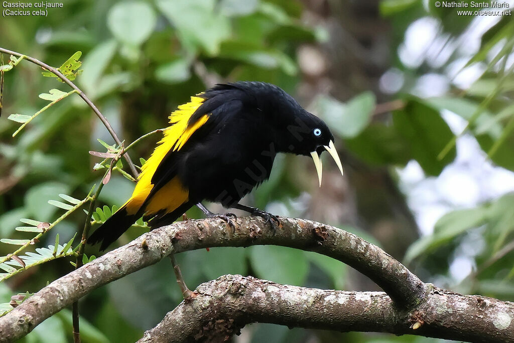 Cassique cul-jaune mâle adulte, identification, parade