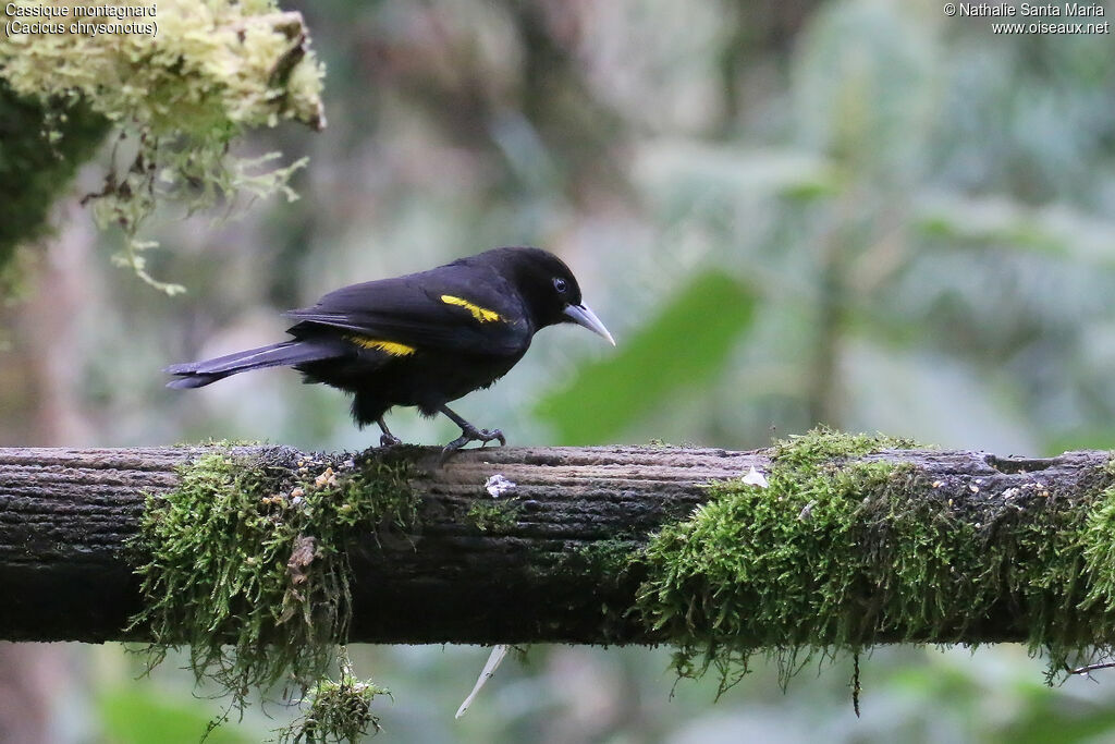 Cassique montagnardadulte, identification