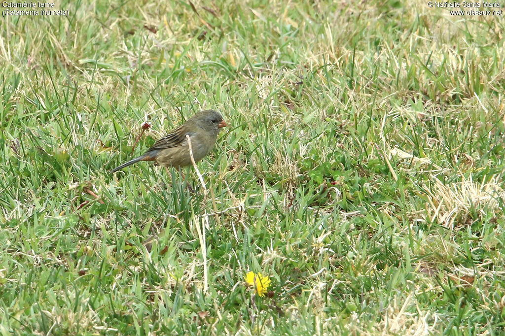 Plain-colored Seedeater male adult, identification, walking, eats