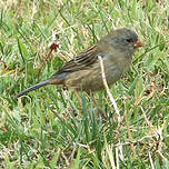 Cataménie terne