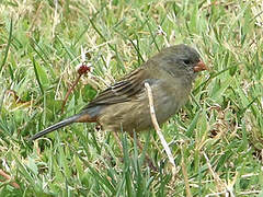 Plain-colored Seedeater