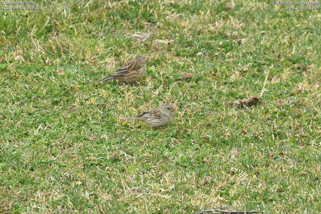 Cataménie terne femelle adulte, habitat, mange