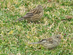 Plain-colored Seedeater