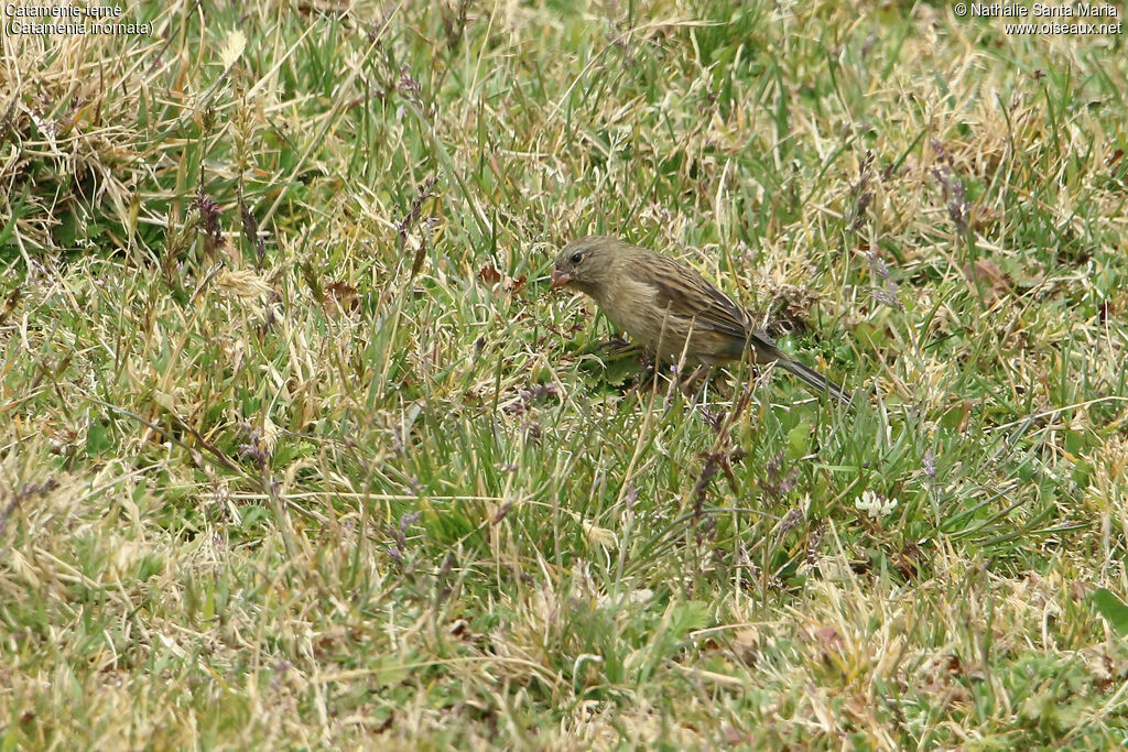 Plain-colored Seedeater female adult, identification, feeding habits, eats