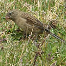 Cataménie terne