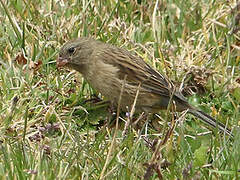 Plain-colored Seedeater