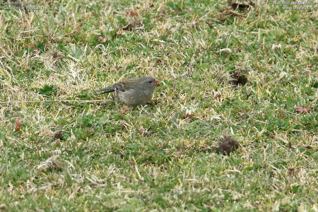 Plain-colored Seedeater male adult, habitat, feeding habits, eats