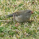 Cataménie terne