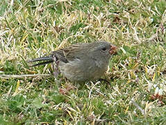 Plain-colored Seedeater