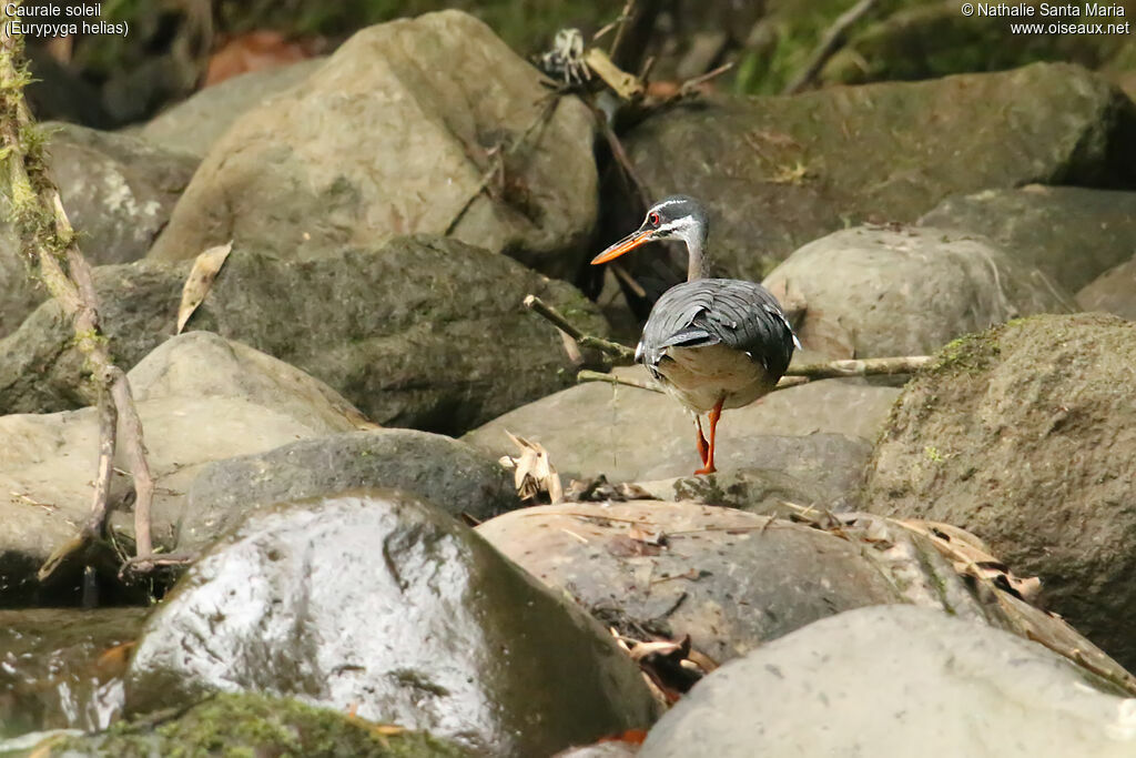 Caurale soleiladulte, identification, marche, pêche/chasse