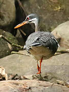 Sunbittern