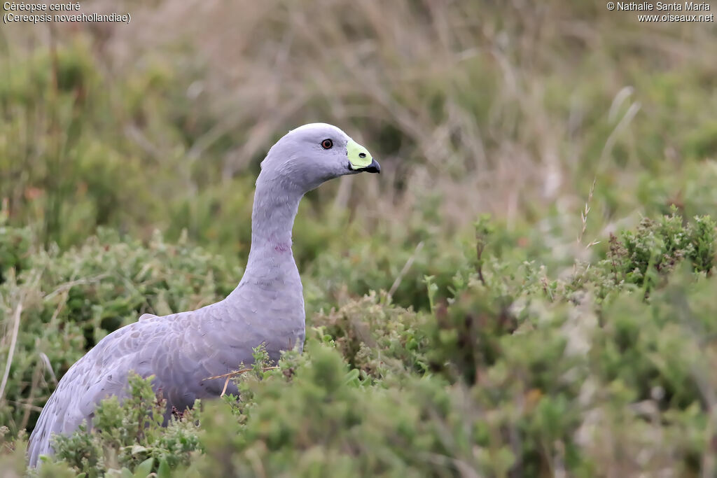 Céréopse cendréadulte, habitat