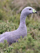 Cape Barren Goose