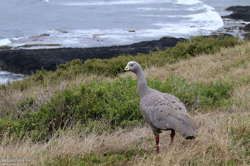 Céréopse cendréadulte, habitat, pigmentation, marche