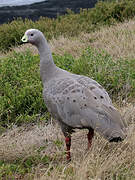 Cape Barren Goose