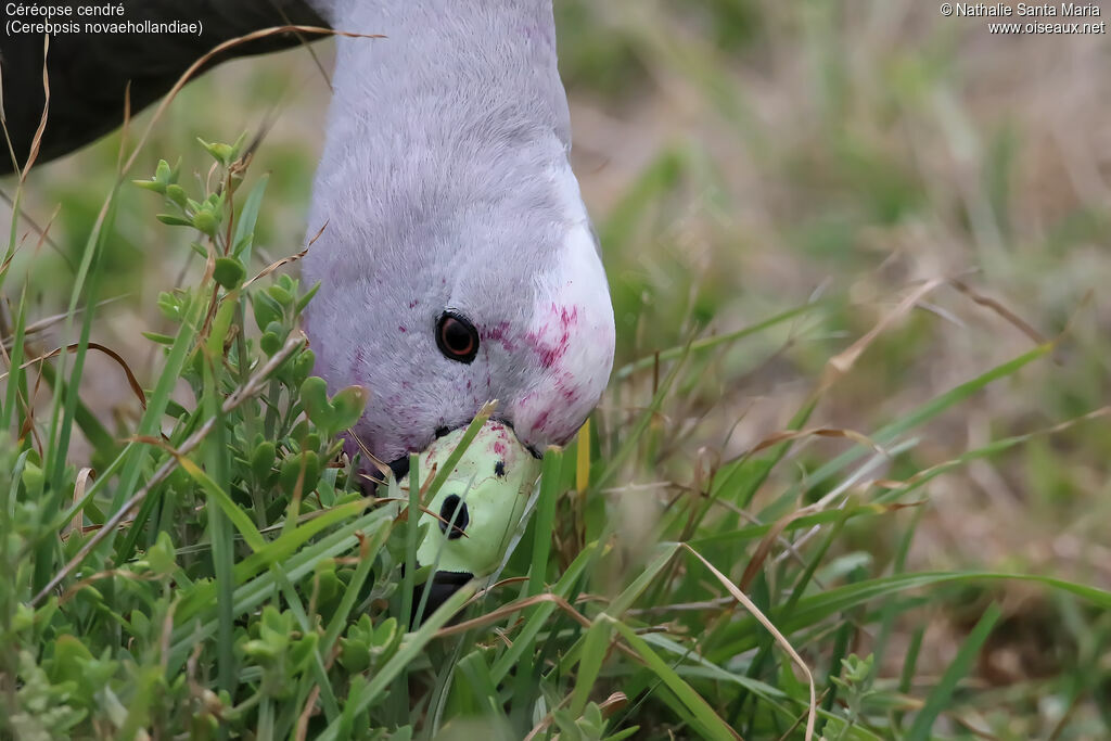 Cape Barren Gooseadult, habitat