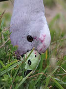 Cape Barren Goose