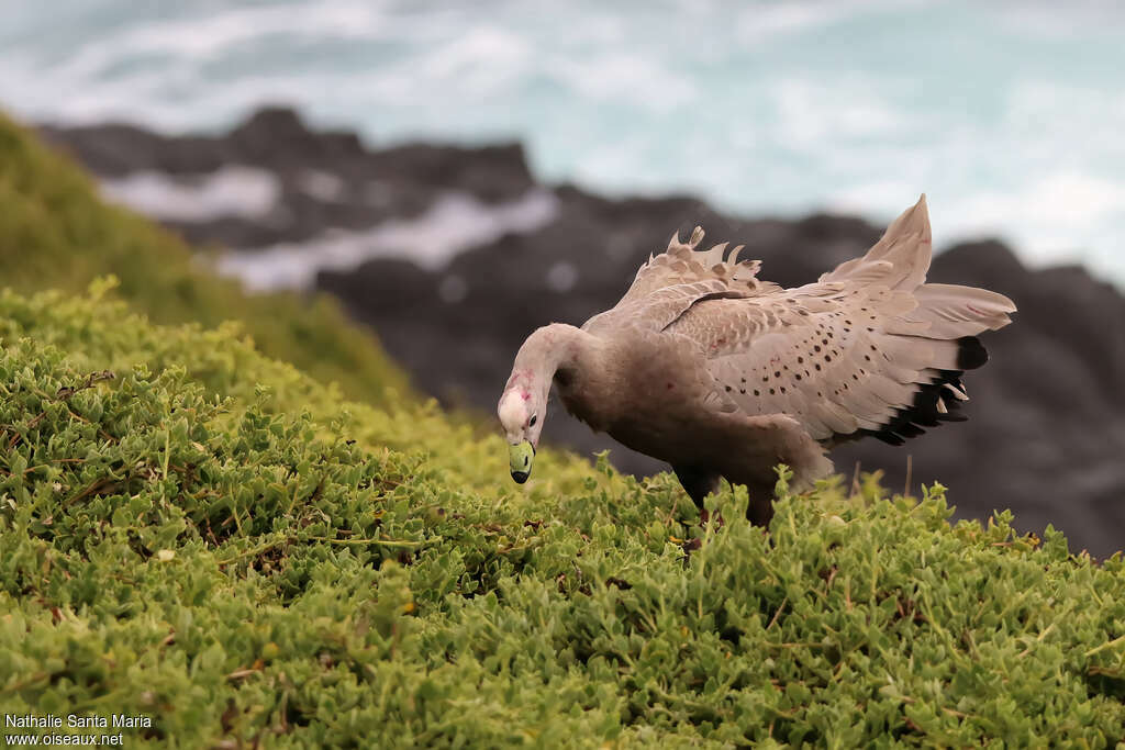 Cape Barren Gooseadult, habitat, clues