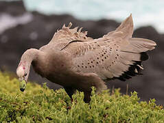 Cape Barren Goose