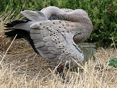 Cape Barren Goose