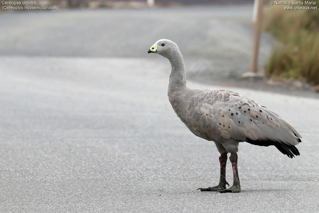 Cape Barren Gooseadult, identification