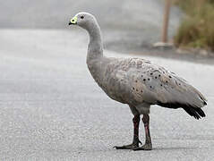 Cape Barren Goose