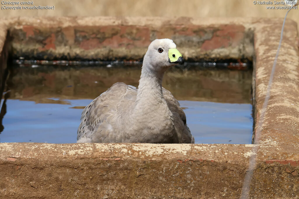 Cape Barren Gooseadult, identification