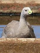 Cape Barren Goose