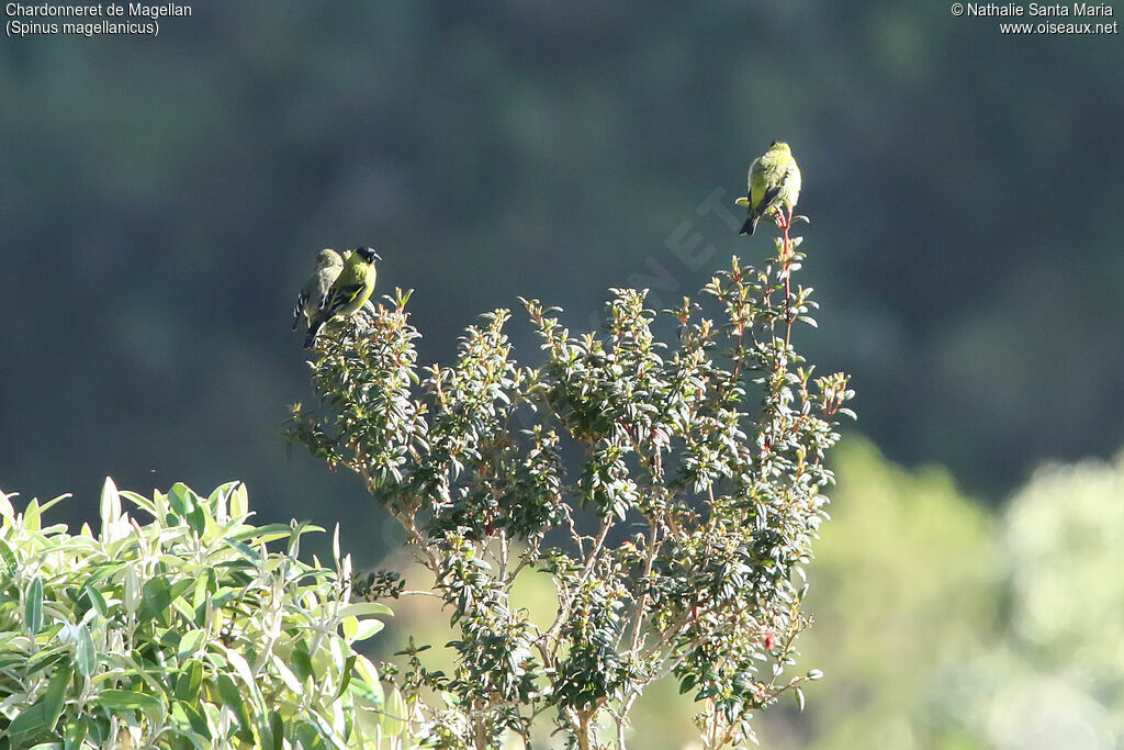 Chardonneret de Magellan, habitat