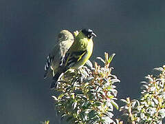 Hooded Siskin